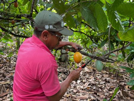 Capacitação: Produtores do Basílio Recebem Curso Técnico de Poda e Clonagem
